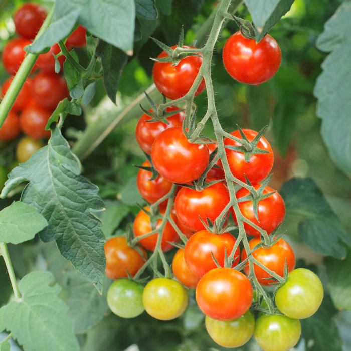 Tomatplanta Mix Ø11 cm